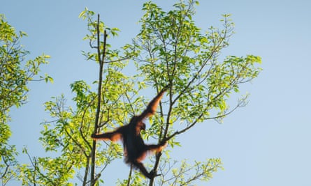 An orangutan moves from tree to tree