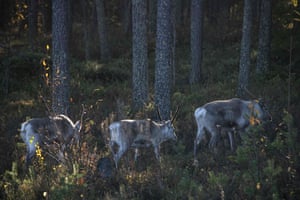 Rena na floresta boreal, acima do Círculo Polar Ártico, na Lapônia finlandesa, perto de Kaakkurilampi.