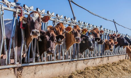 A cattle farm in central California, US.