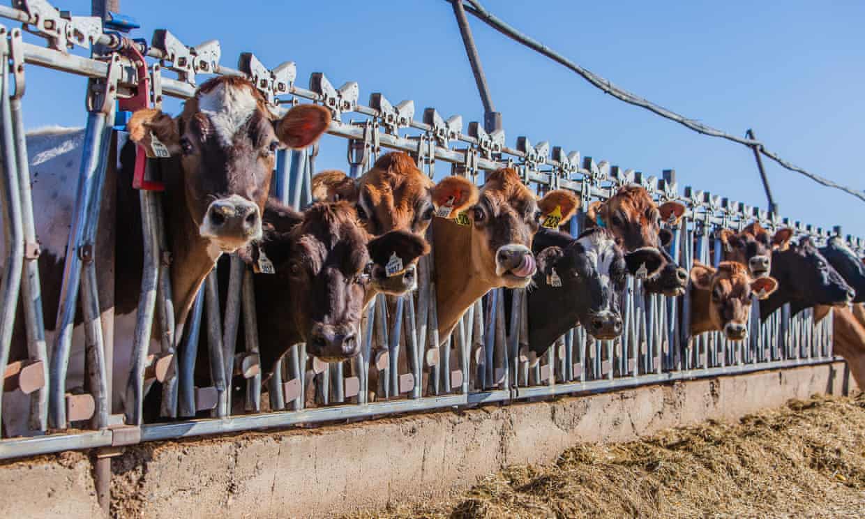 Meat, dairy and rice production will bust 1.5C climate target, shows study