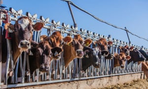 Cattle eat hay through a metal constraint at a feedlot in California.