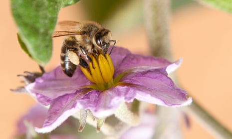 Catch the buzz… a bee gets busy pollinating, grab your toothbrush, you can help.