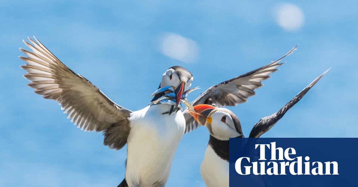 Thousands of seabirds dying on western Europe’s coasts