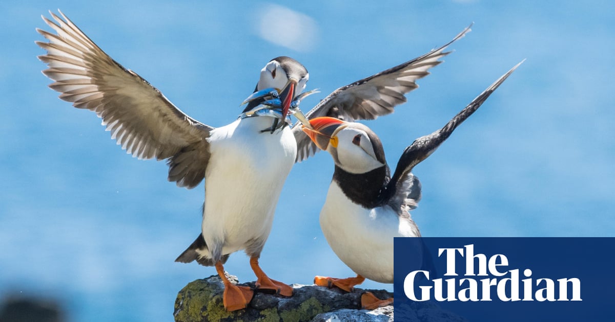 www.theguardian.com