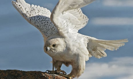 Air Force’s mascot is a white gyrfalcon, similar to this one photographed in the Canadian Arctic