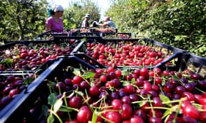 Cherry harvesting in Russia