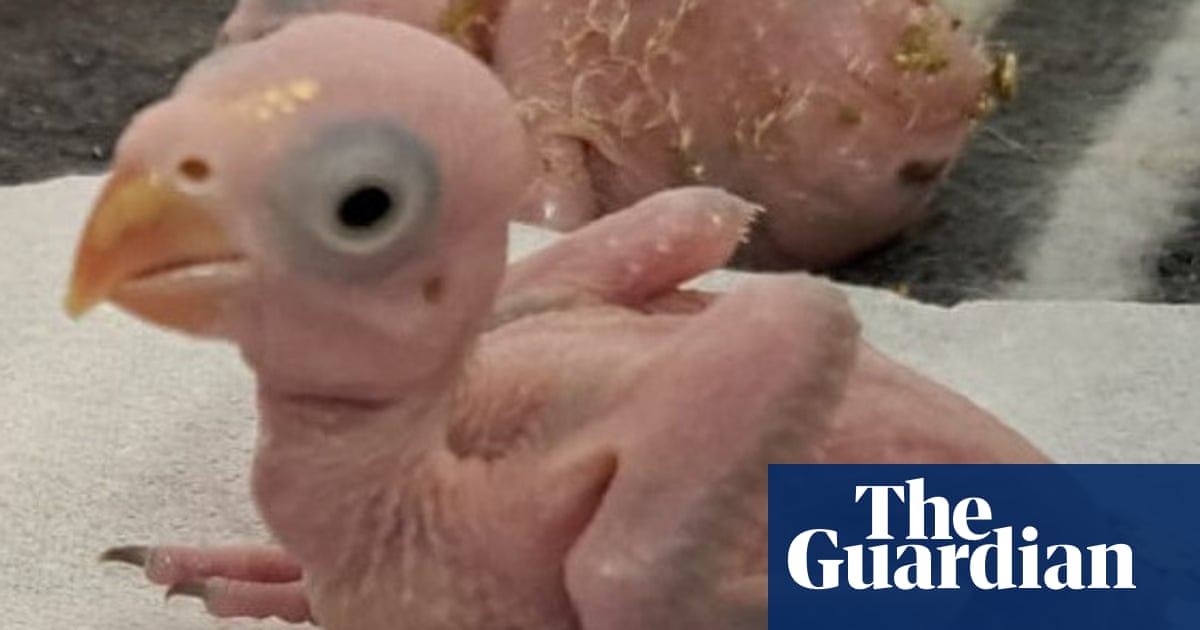 South African police arrest two Thai men for smuggling parrot eggs