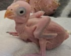 South African police arrest two Thai men for allegedly smuggling parrot eggs | Ξένα νέα στο PlusTV.gr