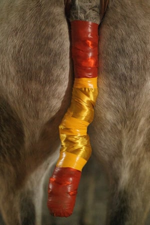 Horses tails taped with the colours of the Spanish flag to protect its from the flames