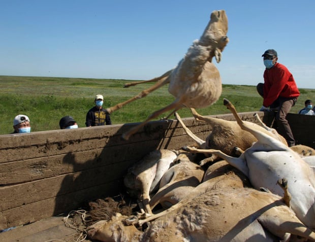 Saiga carcasses are tossed into a trailer