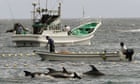 Japan's 'toxic' dolphin meat contains mercury up to 100 times safe level, test shows