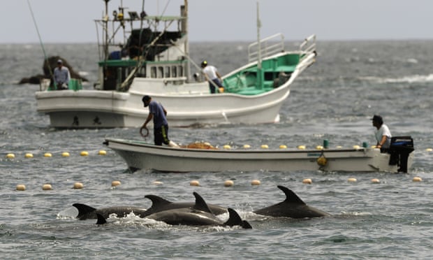Fishermen drive bottlenose dolphins into a net during the annual hunt off Taiji