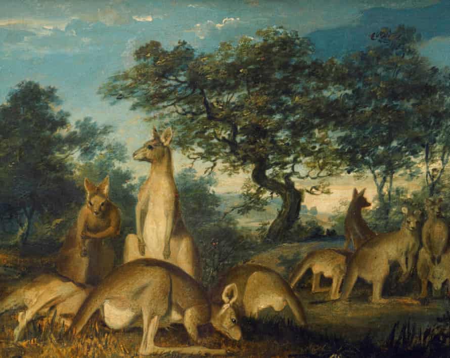 Lewin was an artist trained in anatomy, but kangaroos would have been new to him.