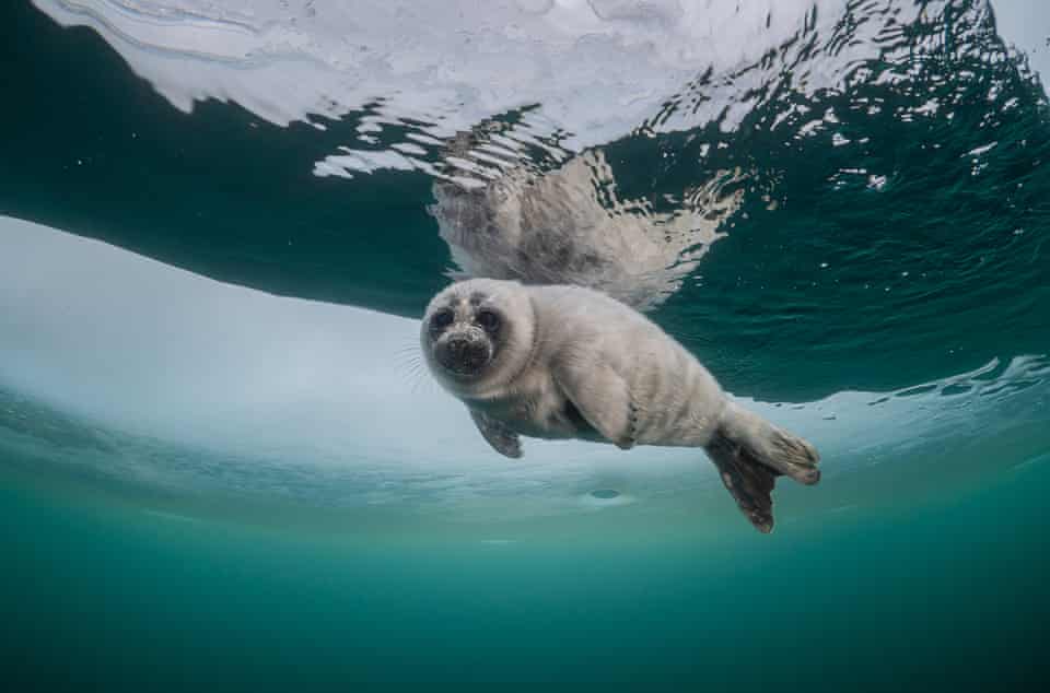 Um filhote de foca branca olha através da água para o fotógrafo abaixo