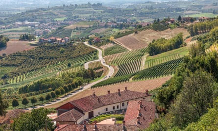 View of rural houses, green vineyards and road
