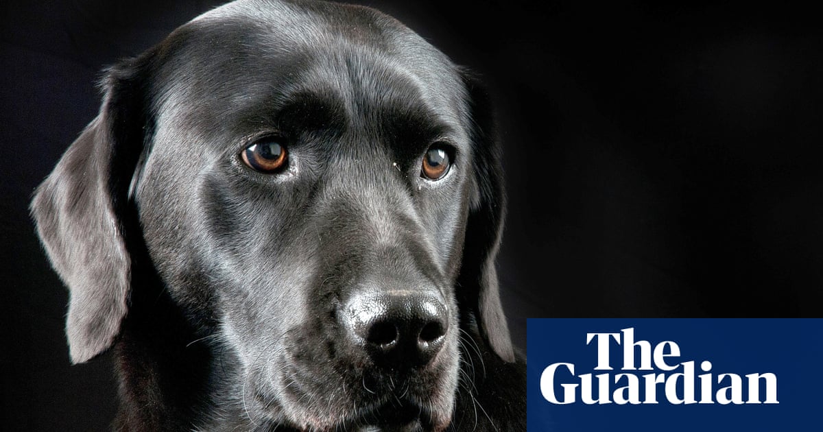 Dogs’ brains ‘not hardwired’ to respond to human faces