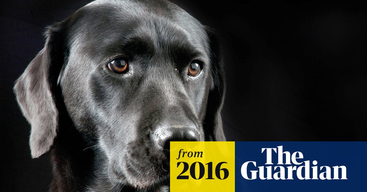 Study Showing Decline In Dog Fertility May Have Human Implications