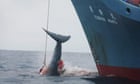 Japan to resume commercial whaling after leaving IWC - report