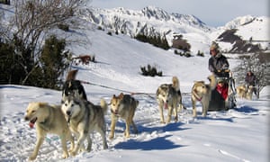 Dog sledding,