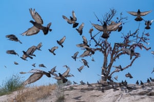 A flock of pigeons flies off rocks seen against a bright blue sky; a tree behind them is decorated with ribbons and amulets including blue glass symbols to ward off the evil eye