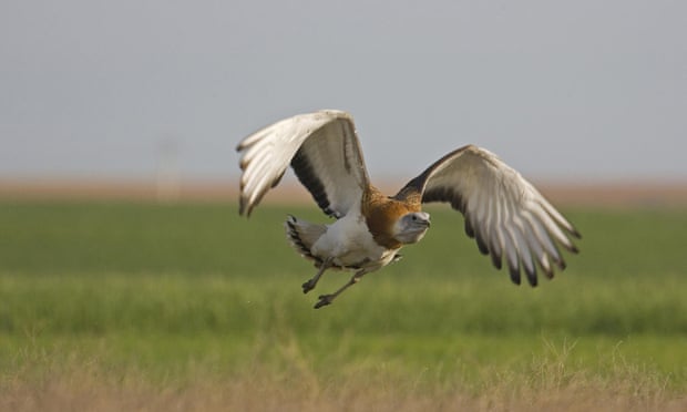 The great bustard takes to the air