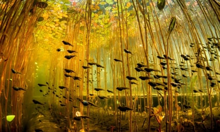 A cloud of tadpoles in the Campbell River, British Columbia, Canada