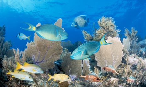 How did half of the great Florida coral reef system disappear?, Coral