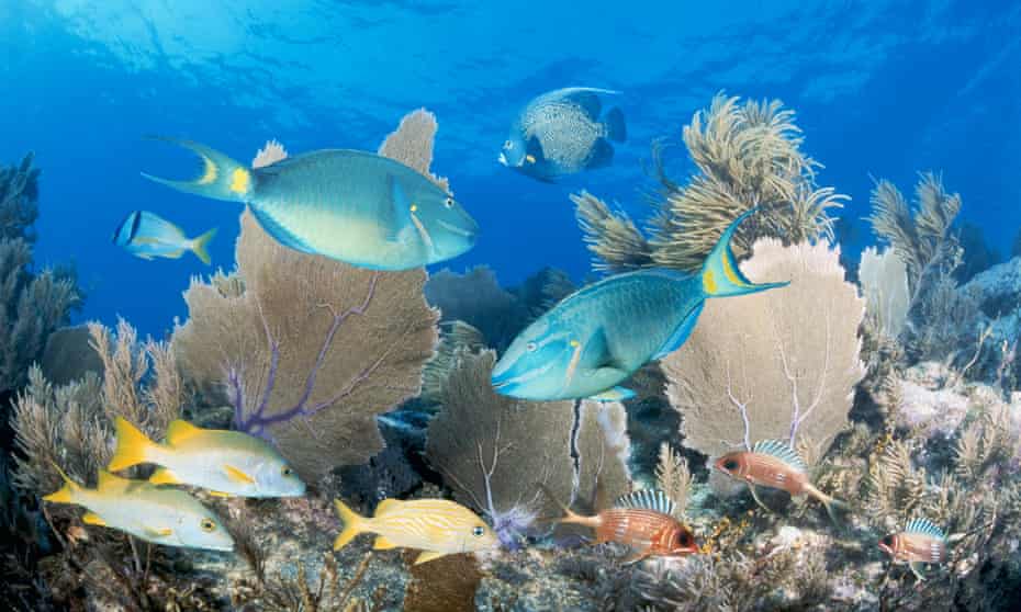 Florida’s reef is home to 100 coral species and more than 400 fish species.