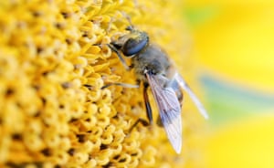 A bee collects nectar from a sunflower on a field near Schneisingen, Switzerland