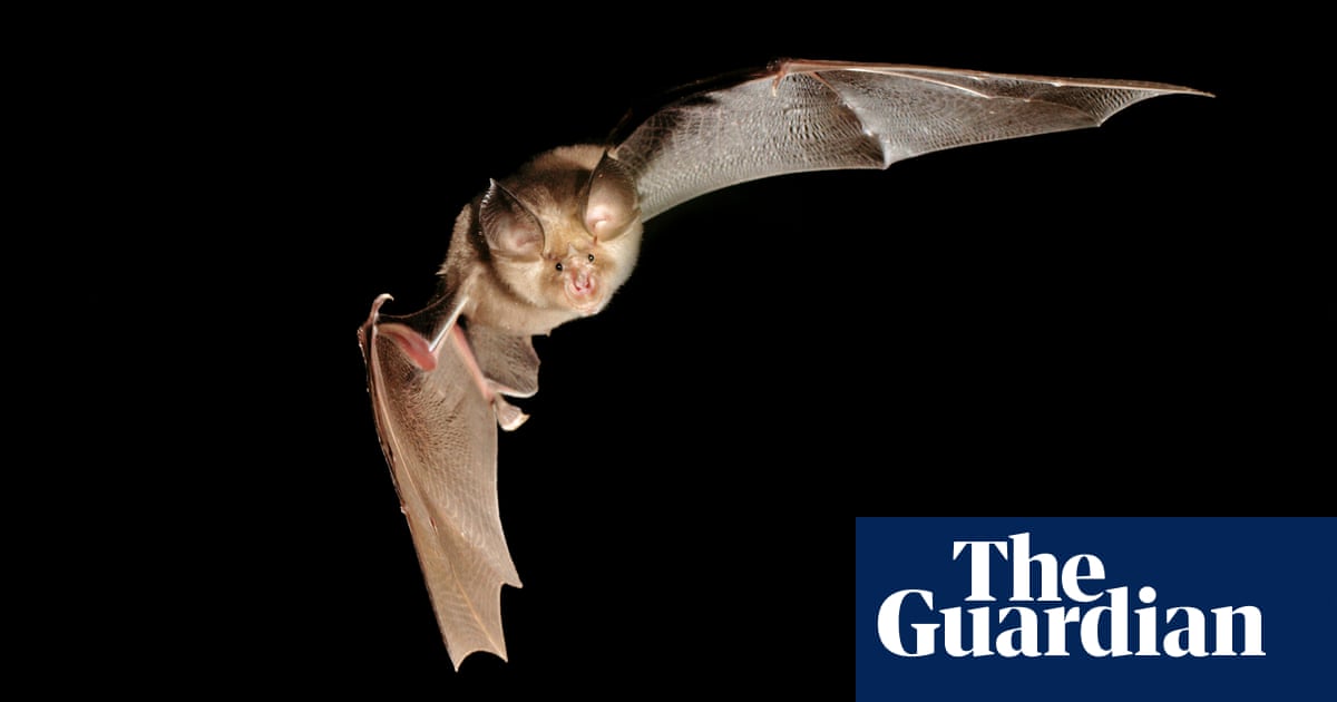 National Trust acquires Dorset ‘speed-dating’ caves for bats