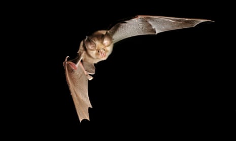 Greater horseshoe bat.
