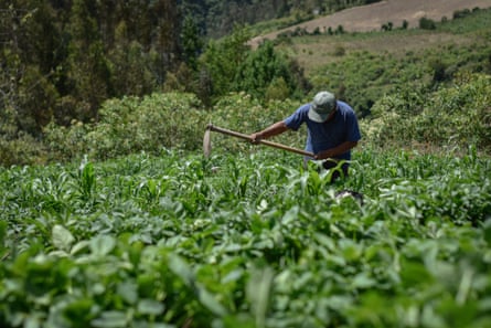 A man in a baseball cap holds a scythe in a field of potato plants