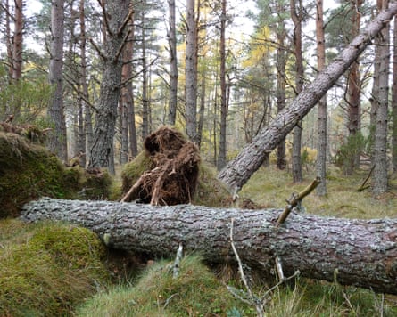 Fallen trees in Abernethy Forest, Cairngorms.