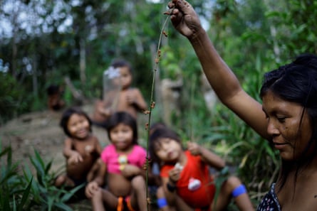 An Indigenous woman collects ants to eat by pushing a branch into an anthill, in Yanomami Indigenous land, Roraima state, Brazil.