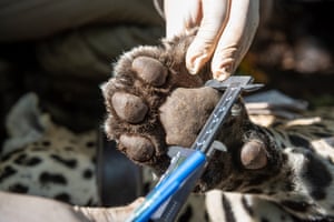 Researchers measure the jaguar’s paw.