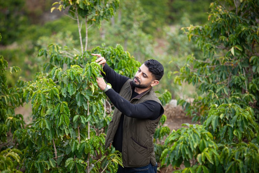 Agricultor en ropa occidental se acerca para recoger de la planta de café