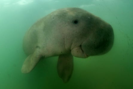 A small sea cow approaching the camera in murky green water and appearing to smile