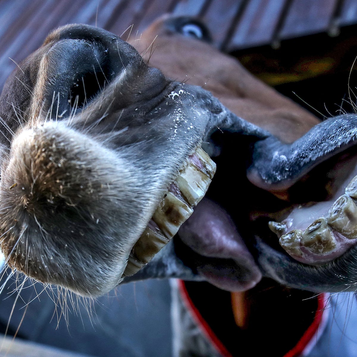 Gordon Elliott Talks Up Borice As Dark Horse For Grand National Follow Up Grand National The Guardian