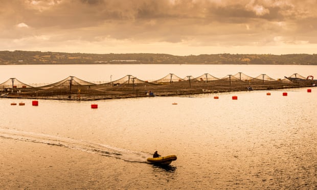 A salmon farm in Puerto Montt, Chile.