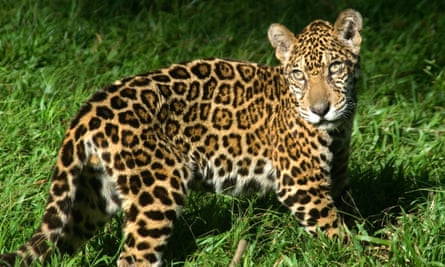 A jaguar in the botanic gardens of Manaus, Brazil.