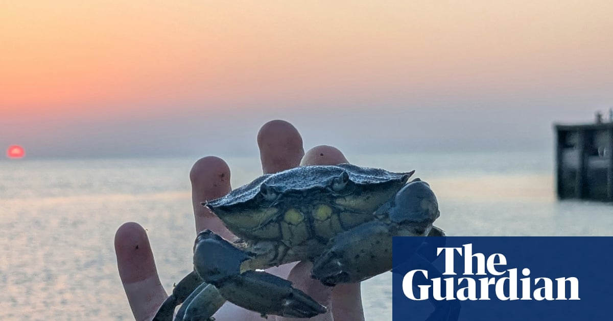 Young country diary: Crabbing then fish and chips – a perfect beach day | Aled