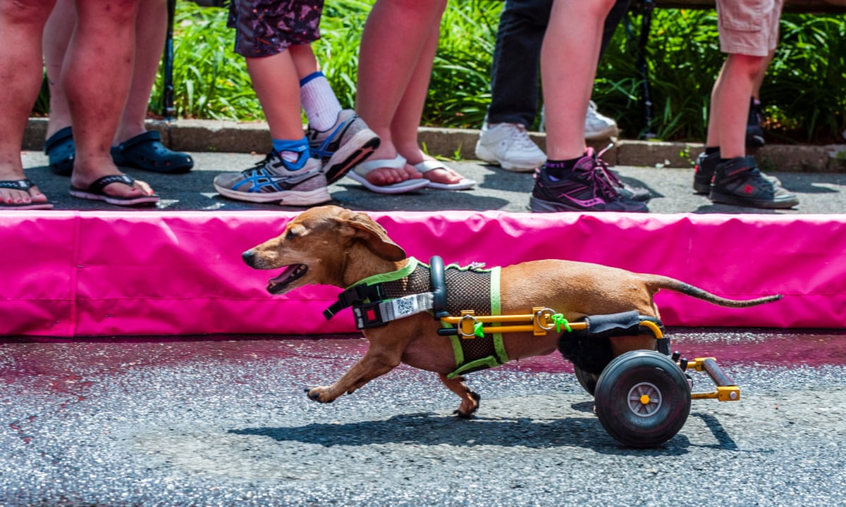 Thanks to new owner and diet, formerly obese dennis the dachshund is The annual Wiener Dog 100 race - in pictures | Life and style | The