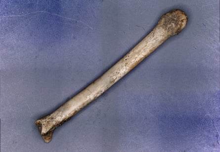 Straight bone lying on surface.