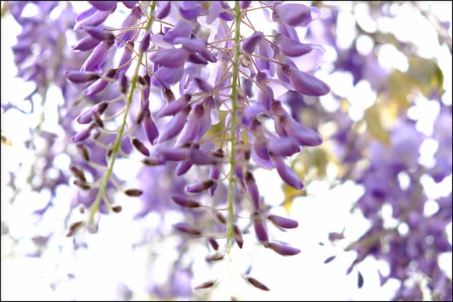 Wisteria starting to bloom after rain