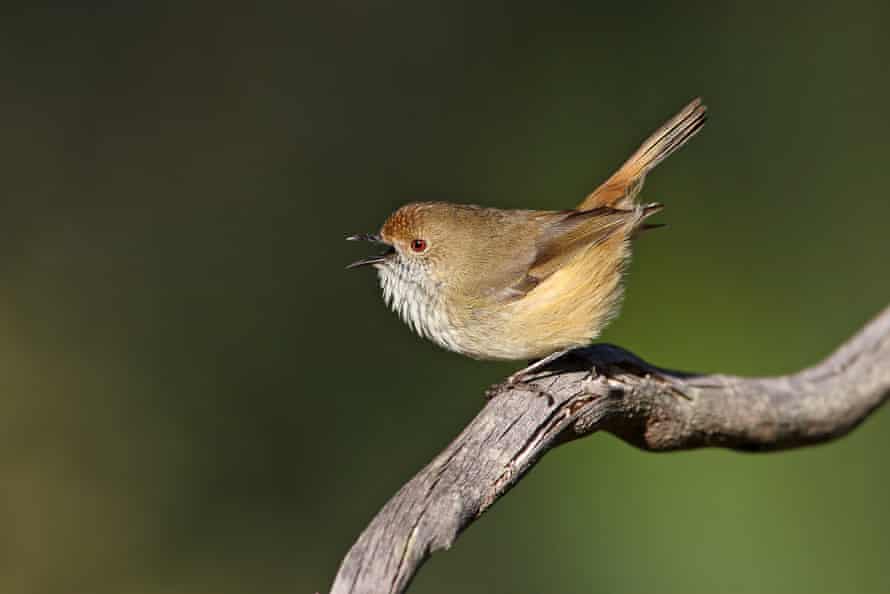 TravelGuides - Six Australian birds you may never have heard of … and may not be heard from again | Sean Dooley 5 King Island brown thornbills