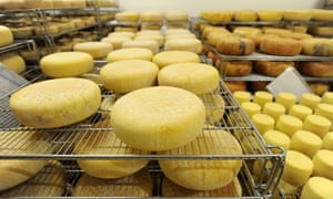Sheep and cow cheeses ripening in a cellar