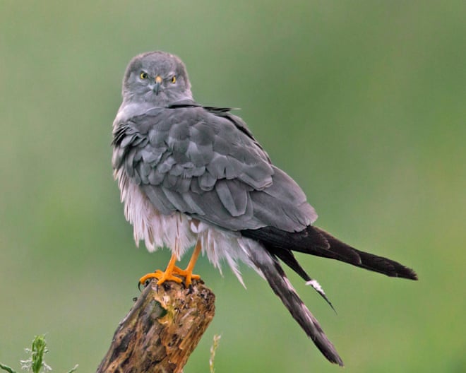 Four Montagu’s harrier chicks take flight in first UK breeding success since 2019 Four Montagu’s harrier chicks take flight in first UK breeding success since 2019