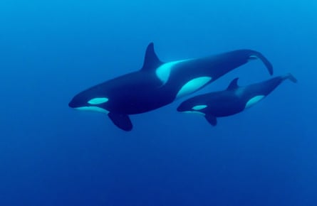 An orca swims with her own calf in Norwegian waters