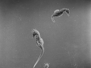 Two swimming seahorses