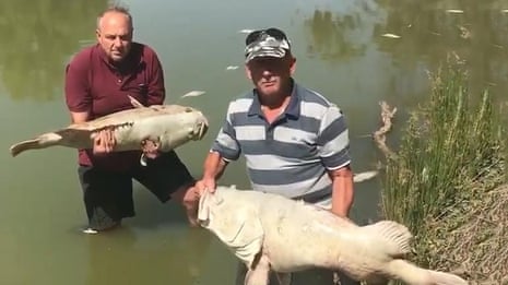 'Bloody disgrace': '100-year-old' fish die in Darling River – video